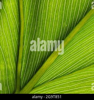 Un magnifique riche et lumineux vert jaune créé par une vue macro des veines et de la structure cellulaire d'une feuille tropicale. Belle nature Banque D'Images