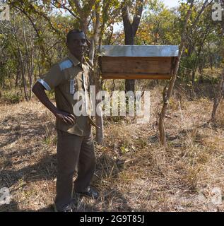 Kapiri Mposhi, Zambie. 27 juillet 2021. Bernard Liteta, l'un des bénéficiaires des ruches distribuées par Mupundu Wild Honey Limited, se trouve à côté d'une ruche dans le district de Kapiri Mposhi, dans le centre de la Zambie, le 22 juillet 2021. Crédit : Lillian Banda/Xinhua/Alay Live News Banque D'Images