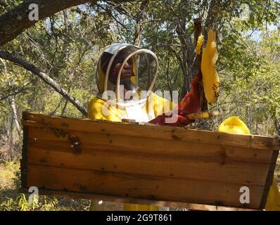 Kapiri Mposhi, Zambie. 27 juillet 2021. Un employé de Mpundu Wild Honey Limited travaille dans le district de Kapiri Mposhi, dans le centre de la Zambie, le 22 juillet 2021. Crédit : Lillian Banda/Xinhua/Alay Live News Banque D'Images