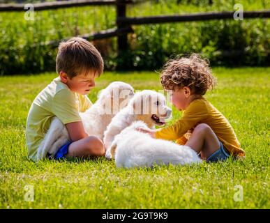 Deux jeunes enfants jouant sur l'herbe avec des chiots Platinum ou Golden Retriever de couleur crème de six semaines. Banque D'Images