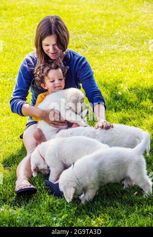 Mère et jeune fille jouant sur l'herbe avec des chiots Platinum ou Golden Retriever de couleur crème de six semaines. Banque D'Images