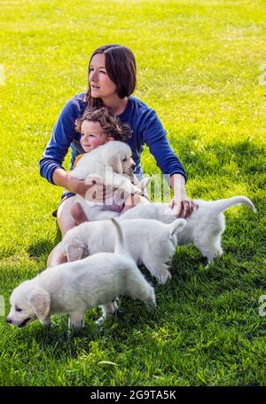 Mère et jeune fille jouant sur l'herbe avec des chiots Platinum ou Golden Retriever de couleur crème de six semaines. Banque D'Images