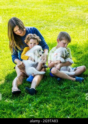 Mère et jeunes enfants jouant sur l'herbe avec des chiots Platinum ou Golden Retriever de couleur crème de six semaines. Banque D'Images