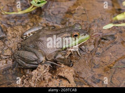Bullfrog assis dans un habitat de terres humides avec de l'eau et des plantes vertes Banque D'Images