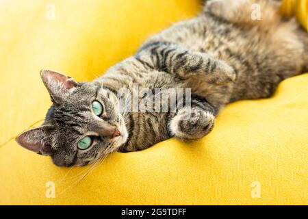 Un joli chat tabby avec des yeux verts repose sur un sac de haricots jaune vif. Banque D'Images