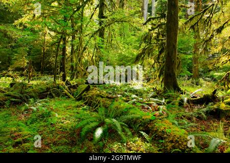 Une photo extérieure d'une forêt tropicale du nord-ouest du Pacifique Banque D'Images