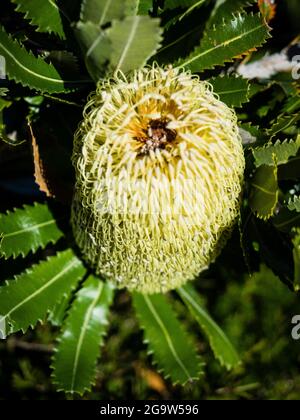 Banksia à dents de scie (Banksia serrata), parc national Royal, Sydney. Banque D'Images