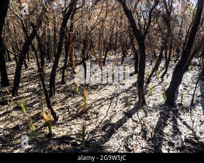 Régénération de Xanthorrhoea (herbe-arbres) sur l'escarpement d'Illawarra près du barrage de Coalcliff, Nouvelle-Galles du Sud. Banque D'Images