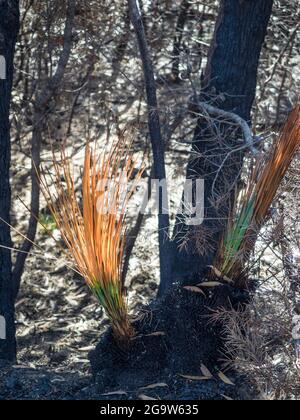 Régénération de Xanthorrhoea (herbe-arbres) sur l'escarpement d'Illawarra près du barrage de Coalcliff, Nouvelle-Galles du Sud. Banque D'Images