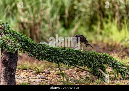 Green Vine Snake est prêt à attaquer son prédateur, profitez de l'aigle tandis que ce Brown Crested Serpent Eagle avec le nom scientifique de Spilornis Che Banque D'Images