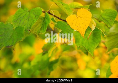 Des feuilles d'automne de couleur jaune ornent le magnifique fond de bokeh nature. Magnifique fond de nature avec bokeh et reflets de paysage d'automne. Automne. Arrière-plans. Mise au point sélective du concept d'automne Banque D'Images