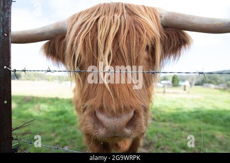 Vue d'un Scottish Highland Cow regardant l'appareil photo depuis l'arrière d'une clôture barbelée tout en se tenant dans un enclos verdoyant Banque D'Images