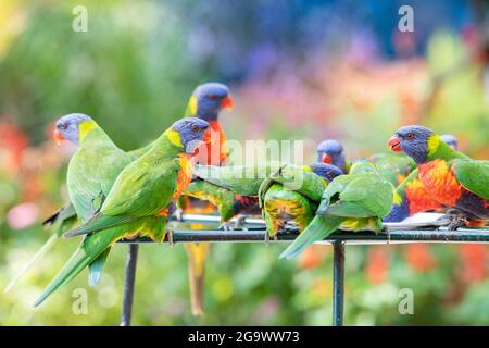 Lorikeet coloré assis seul sur une branche à l'extérieur dans l'Australie tropicale. Banque D'Images