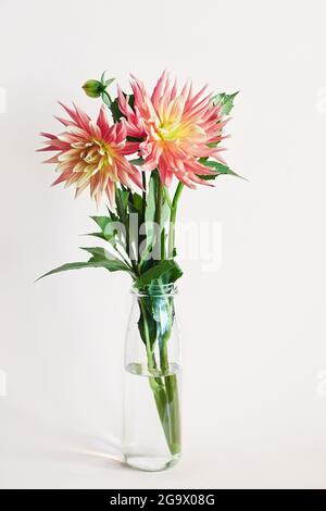 Fleurs de dahlia rouges et jaunes dans un vase en verre sur fond beige. Banque D'Images