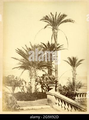 Europe, Monaco, Monte Carlo, palmiers près du casino, photographie autour de 1890-1900, DROITS supplémentaires-AUTORISATION-INFO-NON-DISPONIBLE Banque D'Images