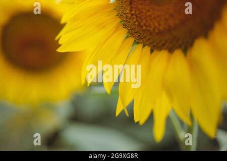 Tournesols à faible profondeur de champ, aspect rétro délavé Banque D'Images
