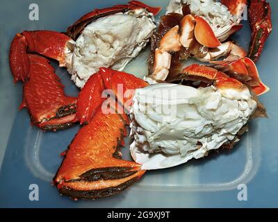 Clé en crabe. Ranina ranina. Fraîchement pêché nettoyé et cuit prêt pour le dîner table. Également connu sous le nom de crabe rouge, crabe Kona et crabe Curacha. Q Banque D'Images