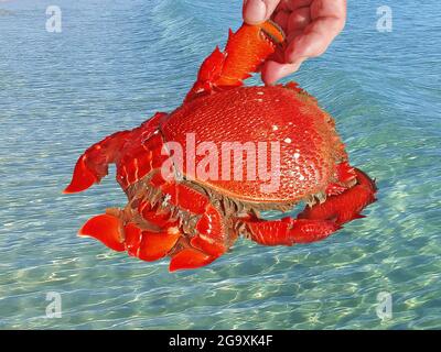 Clé en crabe. Ranina ranina. Fraîchement pêché et cuit entier prêt pour le dîner table. Isolé au-dessus de l'eau de l'océan. Également connu sous le nom de crabe rouge, Kona Banque D'Images