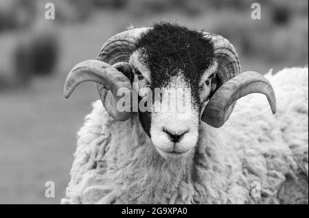 Bélier Swaledale avec deux cornes en noir et blanc. Gros plan de la tête. Arrière-plan flou. Le mouton de Swaledale est une race originaire du Yorkshire du Nord, Banque D'Images