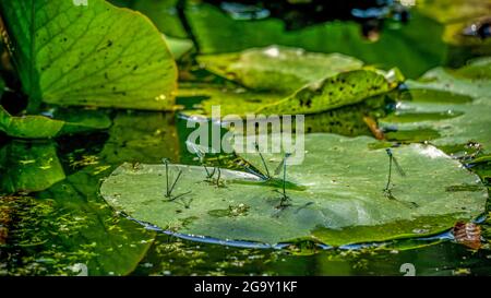 Survoler les feuilles de lotus. Accouplement d'animaux. Damselflies variables mâles. Bleu variable. Coenagrion pulchellum. La beauté dans la nature. Banque D'Images