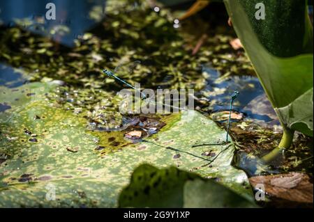 Survoler les feuilles de lotus. Accouplement d'animaux. Damselflies variables mâles. Bleu variable. Coenagrion pulchellum. La beauté dans la nature. Banque D'Images