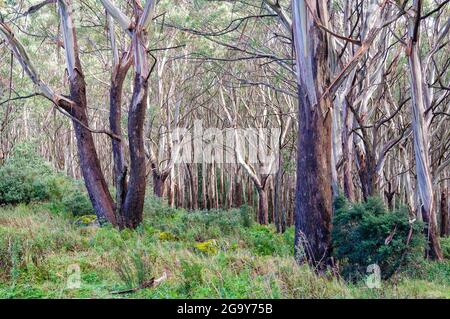 Arbres de frêne alpin (woollybutt) au sommet du mont Donna Buang - Warburton, Victoria, Australie Banque D'Images