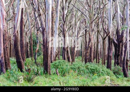 Arbres de frêne alpin (woollybutt) au sommet du mont Donna Buang - Warburton, Victoria, Australie Banque D'Images