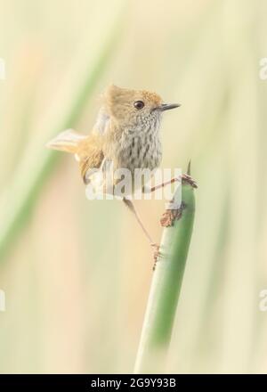 Thonnbill brun sauvage (Acanthiza pusilla) sur une plante de Rush, Australie Banque D'Images