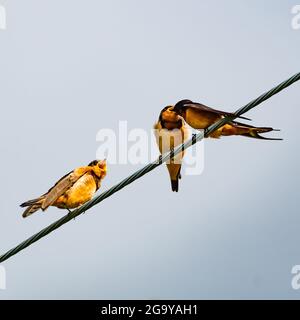 La grange Swallow perchée sur un fil alimentant ses poussins, Canada Banque D'Images