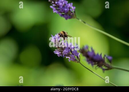Une abeille bourdonneuse se nourrit d'une fleur de lavande. Banque D'Images