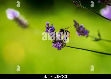 Une abeille bourdonneuse se nourrit d'une fleur de lavande. Banque D'Images