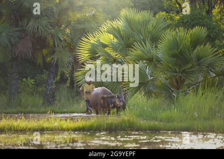 Agriculteur et son buffle labourant un champ de paddy, Thaïlande Banque D'Images