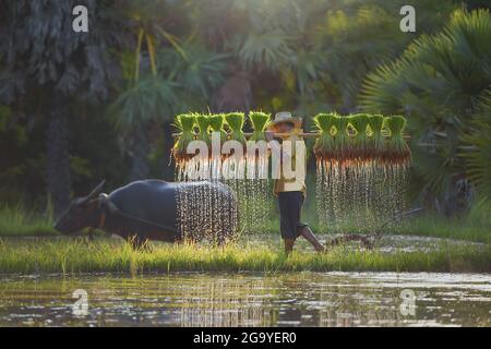 Farmer marche à travers un champ de riz paddy transportant des plantes, Thaïlande Banque D'Images