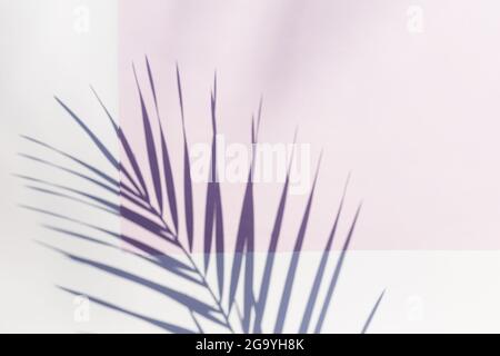 feuilles de palmier tropicales sur fond rose et blanc avec ombres dures des feuilles de palmier. concept de fond d'été minimal. flat lay Banque D'Images