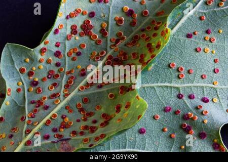 Les guêpes cynipides ou Gall sont des guêpes parasites minuscules qui ont un cycle de vie complexe. Ces galettes en soie à boutons tombent de l'automne des feuilles de chêne. Banque D'Images