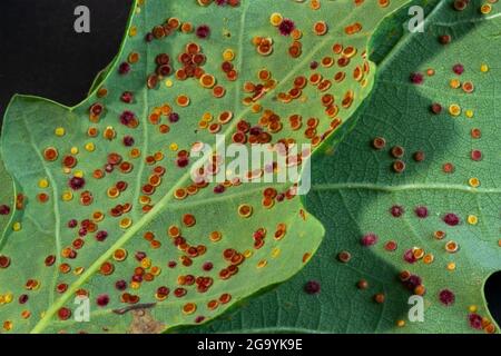 Les guêpes cynipides ou Gall sont des guêpes parasites minuscules qui ont un cycle de vie complexe. Ces galettes en soie à boutons tombent de l'automne des feuilles de chêne. Banque D'Images