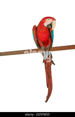 Grande belle perroquet rouge macaw Ara macao. Portrait d'un perroquet isolé sur fond blanc. Photo de haute qualité Banque D'Images