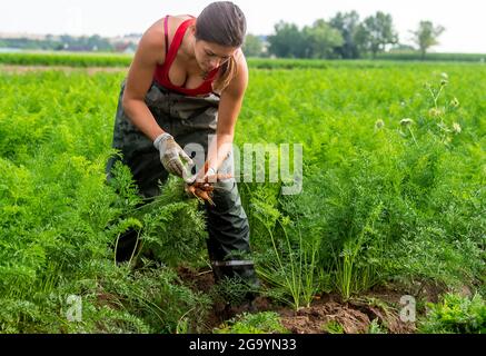 Hostka, République tchèque. 28 juillet 2021. Des travailleurs à temps partiel récoltent des carottes à la ferme Voldrich et son fils de Hostky près de Litomerice, République tchèque, le 28 juillet 2021. Crédit : Ondrej Hajek/CTK photo/Alay Live News Banque D'Images