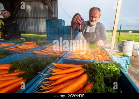 Hostka, République tchèque. 28 juillet 2021. Des travailleurs à temps partiel récoltent des carottes à la ferme Voldrich et son fils de Hostky près de Litomerice, République tchèque, le 28 juillet 2021. Crédit : Ondrej Hajek/CTK photo/Alay Live News Banque D'Images