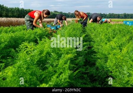 Hostka, République tchèque. 28 juillet 2021. Des travailleurs à temps partiel récoltent des carottes à la ferme Voldrich et son fils de Hostky près de Litomerice, République tchèque, le 28 juillet 2021. Crédit : Ondrej Hajek/CTK photo/Alay Live News Banque D'Images