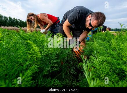 Hostka, République tchèque. 28 juillet 2021. Des travailleurs à temps partiel récoltent des carottes à la ferme Voldrich et son fils de Hostky près de Litomerice, République tchèque, le 28 juillet 2021. Crédit : Ondrej Hajek/CTK photo/Alay Live News Banque D'Images