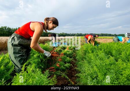 Hostka, République tchèque. 28 juillet 2021. Des travailleurs à temps partiel récoltent des carottes à la ferme Voldrich et son fils de Hostky près de Litomerice, République tchèque, le 28 juillet 2021. Crédit : Ondrej Hajek/CTK photo/Alay Live News Banque D'Images