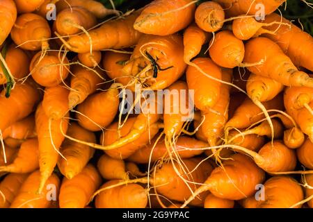 Carottes dans un calage de légumes à Nuwara Eliya Sri Lanka Banque D'Images