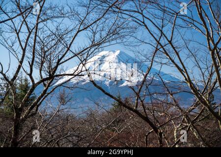 Vue sur le Mont Fuji à travers les arbres du parc Arakurayama Sengen, Japon. Banque D'Images