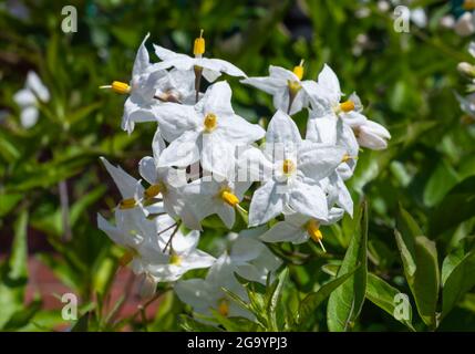 Jasmine NightShade Vine (AKA Potato Climber & Potato Vine, Latin : Solanum laxum, anciennement connu sous le nom de Solanum jasminoides) en été au Royaume-Uni. Banque D'Images