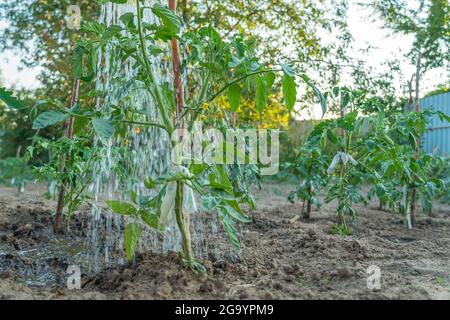 Arroser des plants de tomates vertes dans le jardin avec un arrosoir en gros plan le jour de l'été Banque D'Images