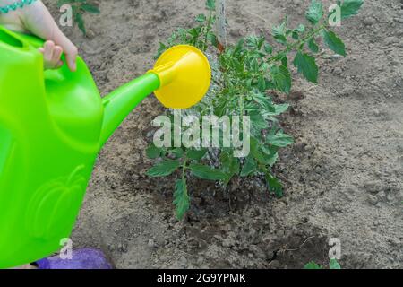 Arroser des plants de tomates vertes dans le jardin avec un arrosoir, en été, vue rapprochée, vue de dessus Banque D'Images