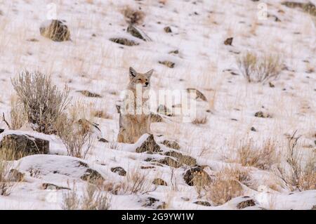 Coyota sur un point de vue élevé dans la neige surplombant la région Banque D'Images