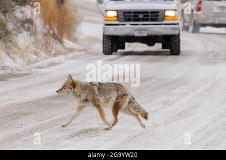 Coyote traversant une route avec une voiture en approche en hiver Banque D'Images