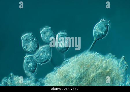 Vorticella (spécifications Vorticella), image IRM à contraste de phase, agrandissement x57 associé à une impression de 10 cm de largeur Banque D'Images